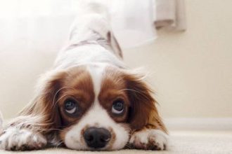 Γιατί το κουτάβι τρέχει σαν τρελό μέσα στο σπίτι;