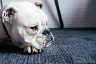 Τα 13 σημάδια του καρκίνου στους σκύλους