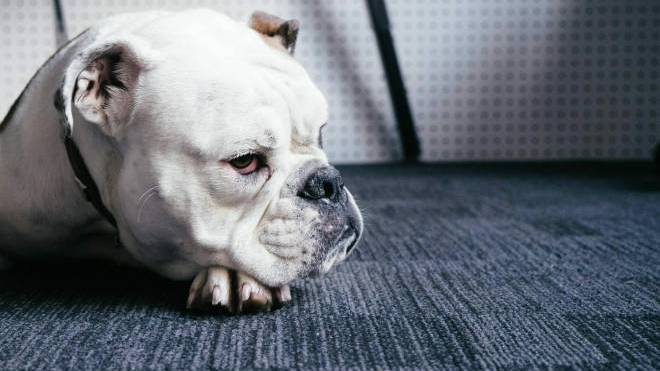 Τα 13 σημάδια του καρκίνου στους σκύλους