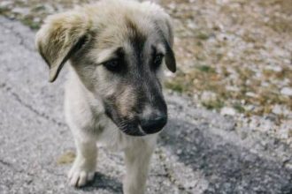 Τα παιδιά τραγουδούν για τα αδέσποτα