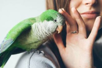 Πώς να εκπαιδεύσετε το κατοικίδιο πτηνό σας να δέχεται τα χάδια