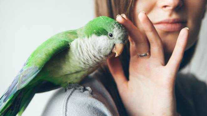 Πώς να εκπαιδεύσετε το κατοικίδιο πτηνό σας να δέχεται τα χάδια