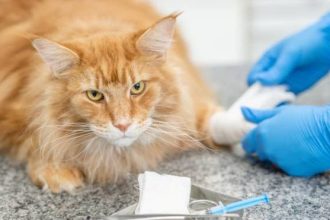 Κουτσαίνει η γάτα σας; Να τι μπορεί να συμβαίνει