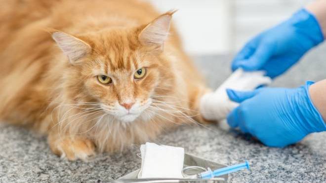 Κουτσαίνει η γάτα σας; Να τι μπορεί να συμβαίνει