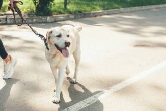 Όταν η θερμοκρασία της ασφάλτου φτάνει τους 71°C – Όλα όσα πρέπει να ξέρετε για τα εγκαύματα στις πατούσες του σκύλου σας