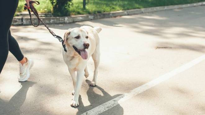Όταν η θερμοκρασία της ασφάλτου φτάνει τους 71°C – Όλα όσα πρέπει να ξέρετε για τα εγκαύματα στις πατούσες του σκύλου σας