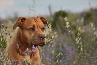 Οι 4 πιο παρεξηγημένες ράτσες σκύλων