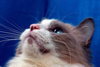 Πηγούνι που μοιάζει βρώμικο, κόκκινα σπυράκια – Η ακμή στις γάτες και πώς θεραπεύεται