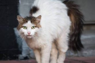 Τι είναι το Σύνδρομο Υπεραισθησίας της Γάτας