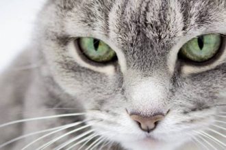 Πώς θα καταλάβετε τι θέλει να σας πει η γάτα σας κοιτώντας τη στα μάτια και τα αυτιά