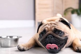 Σκύλος: Με ποιους τρόπους μπορείτε να τον προφυλάξετε από τη ζέστη