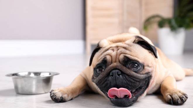 Σκύλος: Με ποιους τρόπους μπορείτε να τον προφυλάξετε από τη ζέστη