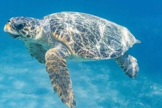 Όσα χρειάζεται να ξέρετε για τη θαλάσσια χελώνα Caretta caretta
