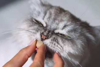 Πώς να δώσετε χάπι στη γάτα σας