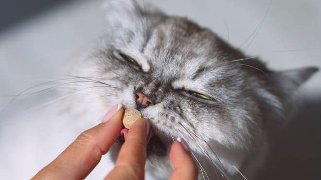 Πώς να δώσετε χάπι στη γάτα σας