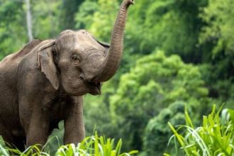 Οι ελέφαντες απευθύνονται ο ένας στον άλλον χρησιμοποιώντας ονόματα