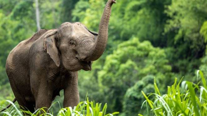 Οι ελέφαντες απευθύνονται ο ένας στον άλλον χρησιμοποιώντας ονόματα