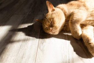 Τι μπορείτε να κάνετε για να ζεσταίνεται η γάτα σας όσο λιγότερο γίνεται το καλοκαίρι