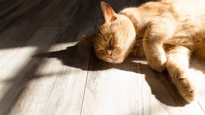 Τι μπορείτε να κάνετε για να ζεσταίνεται η γάτα σας όσο λιγότερο γίνεται το καλοκαίρι