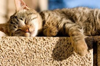 Αυτοί είναι οι πραγματικοί λόγοι που οι γάτες τρελαίνονται για τον ήλιο