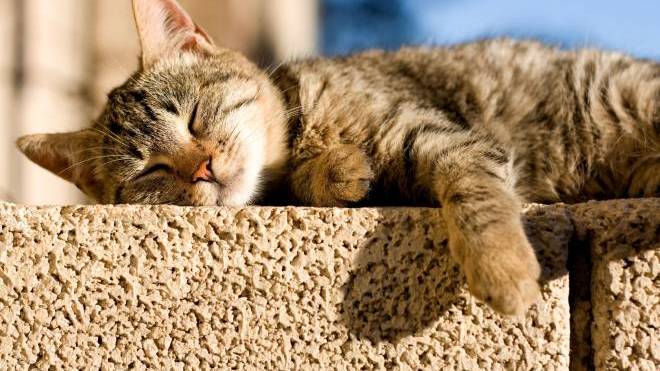 Αυτοί είναι οι πραγματικοί λόγοι που οι γάτες τρελαίνονται για τον ήλιο