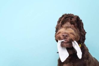 Παράξενα -και συχνά επικίνδυνα- πράγματα που τρώνε οι σκύλοι- Τι να κάνετε για αυτό