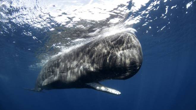 Φυσητήρες: τα γιγάντια θηλαστικά που δεν γνωρίζουμε ότι ζουν στις Ελληνικές θάλασσες