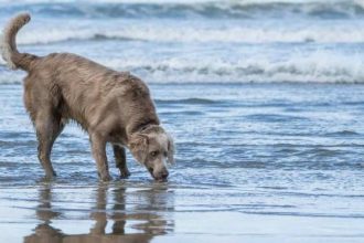 Τι πρέπει να κάνετε αν ο σκύλος σας πιει θαλασσινό νερό