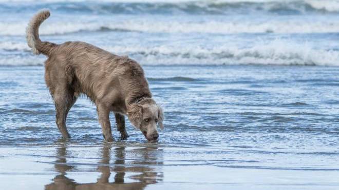 Τι πρέπει να κάνετε αν ο σκύλος σας πιει θαλασσινό νερό