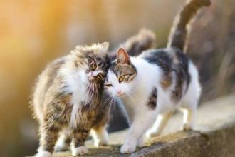 Παγκόσμια Ημέρα Γάτας - Αξιοπερίεργες αλήθειες που ίσως δεν γνωρίζατε για τα αγαπημένα αιλουροειδή