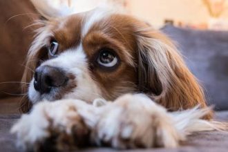 Για ποιους λόγους αναστενάζει ο σκύλος;