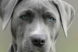 Σκύλος: Η οικιακή συσκευή που μπορεί να επηρεάσει την υγεία του