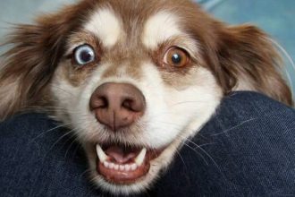 Σπανάκι: Τα μοναδικά οφέλη για την υγεία του σκύλου σας