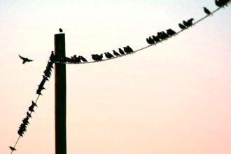 Γιατί τα πουλιά δεν παθαίνουν ηλεκτροπληξία όταν κάθονται σε καλώδια υψηλής τάσης;