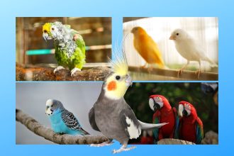 Κατοικίδια πουλιά: Πέντε σημάδια ότι υποφέρει από κατάθλιψη