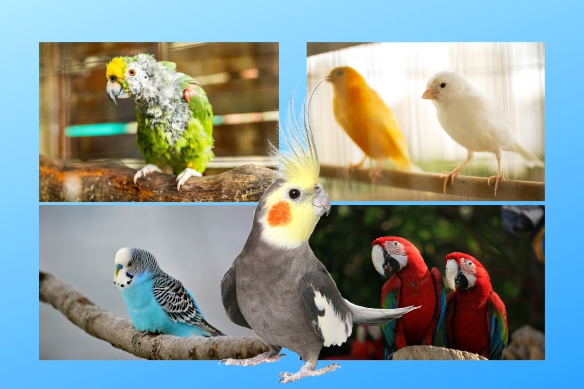 Κατοικίδια πουλιά: Πέντε σημάδια ότι υποφέρει από κατάθλιψη