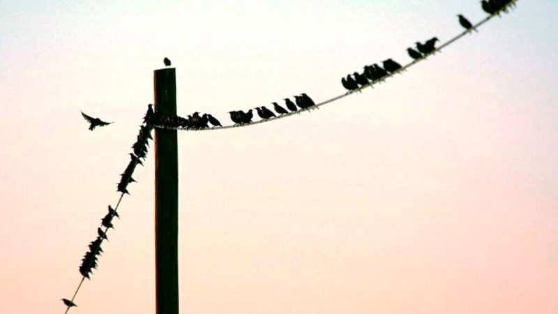 Γιατί τα πουλιά δεν παθαίνουν ηλεκτροπληξία όταν κάθονται σε καλώδια υψηλής τάσης;