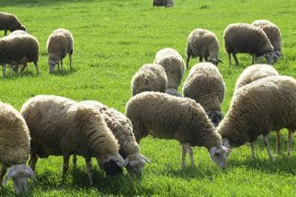 Ο χορός των προβάτων σε βίντεο!