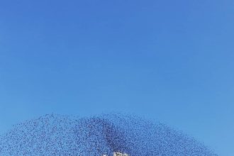 Χιλιάδες ψαρόνια "ζωγράφισαν" τον Πατρινό ουρανό! ΦΩΤΟ