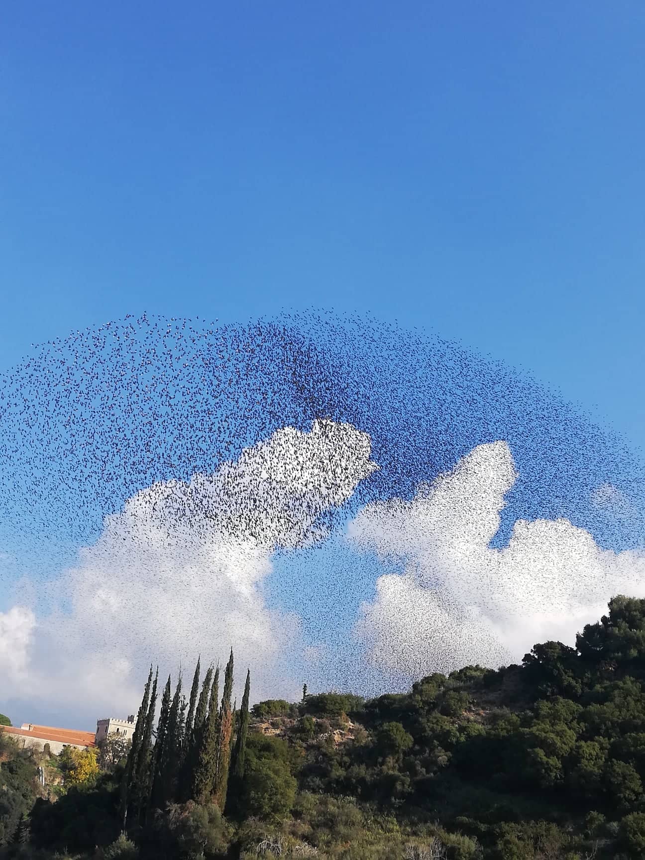 Χιλιάδες ψαρόνια "ζωγράφισαν" τον Πατρινό ουρανό! ΦΩΤΟ