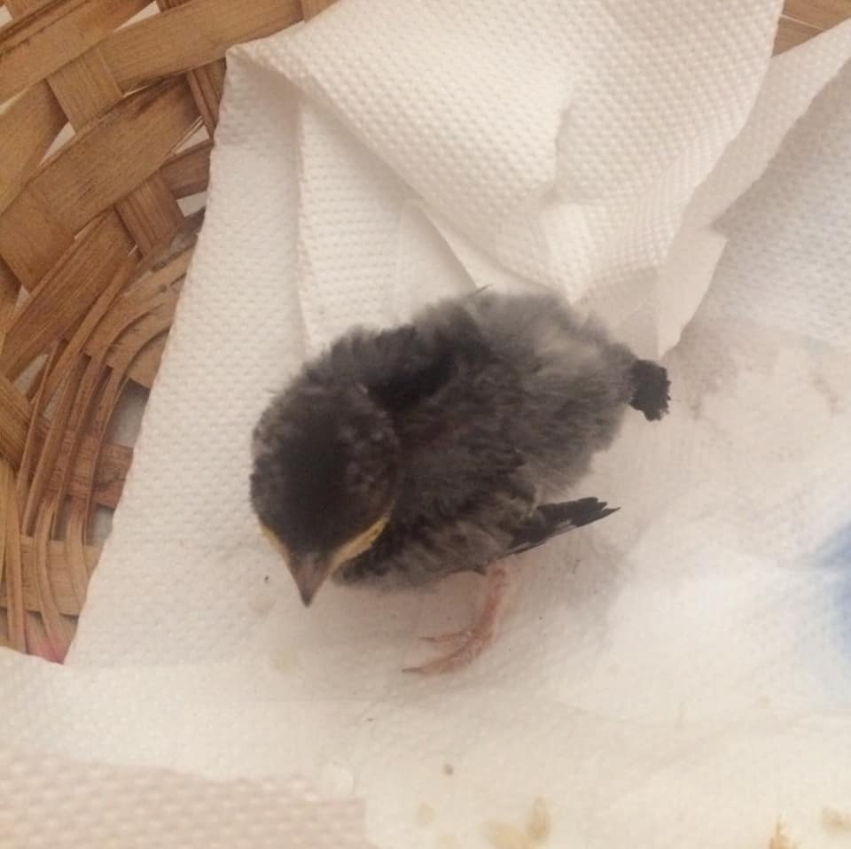 Πάτρα: Μια ... διαφορετική επιχείρηση Πυροσβεστών! Έσωσαν νεογνό χελιδονάκι... ΦΩΤΟ