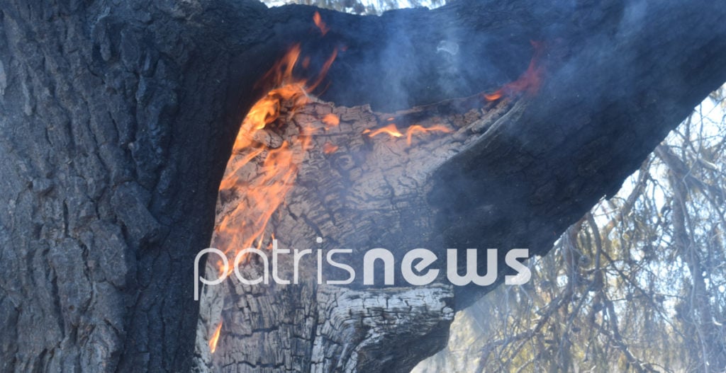 Ηλεία: Οριοθετήθηκε η πυρκαγιά στο Λάσδικα