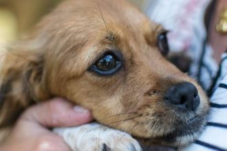 Τι θα γίνει αν ο σκύλος σας φάει κατσαρίδα