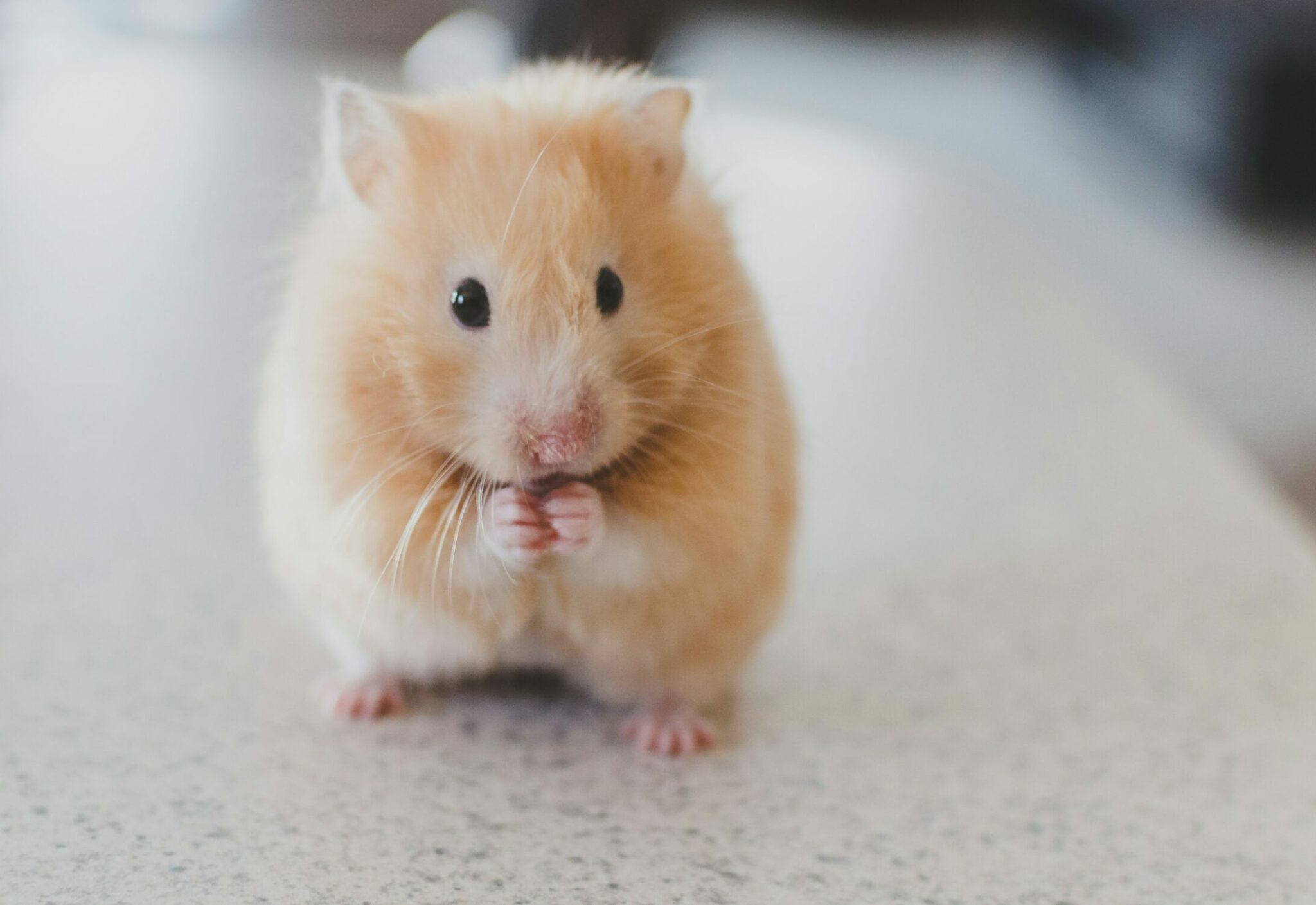Παγκόσμια Ημέρα Χάμστερ - Τι πρέπει να γνωρίζετε πριν αποκτήσετε ένα μικροσκοπικό τρωκτικό