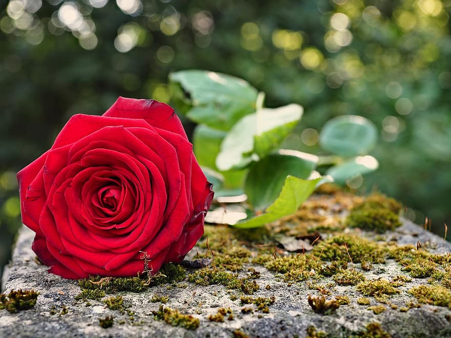 Πάτρα: Εφυγε από τη ζωή ο Δημήτρης Λιακόπουλος - Ο συγκινητικός αποχαιρετισμός της συναδέλφου του, καθηγήτριας Χριστίνας Ρωμανού (ΦΩΤΟ)