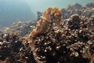 Ο δύτης που ανακάλυψε σπάνια αποικία ιπποκάμπων στο Αιτωλικό, έφτασε μέχρι το Reuters και το Al Jazeera