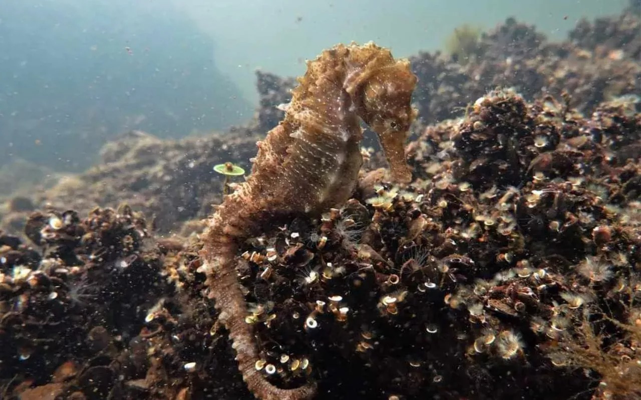 Ο δύτης που ανακάλυψε σπάνια αποικία ιπποκάμπων στο Αιτωλικό, έφτασε μέχρι το Reuters και το Al Jazeera