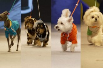 Κατοικίδια ζώα έκλεψαν τις εντυπώσεις σε επίδειξη μόδας