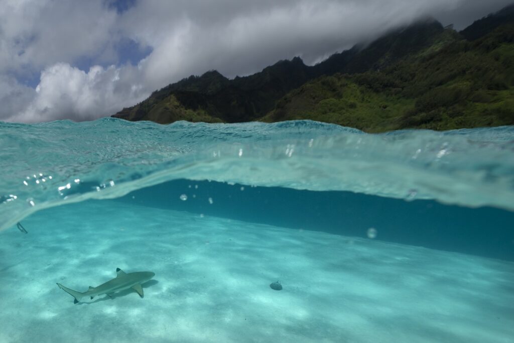Στις ελληνικές θάλασσες ζουν μόνιμα 36 είδη καρχαριών