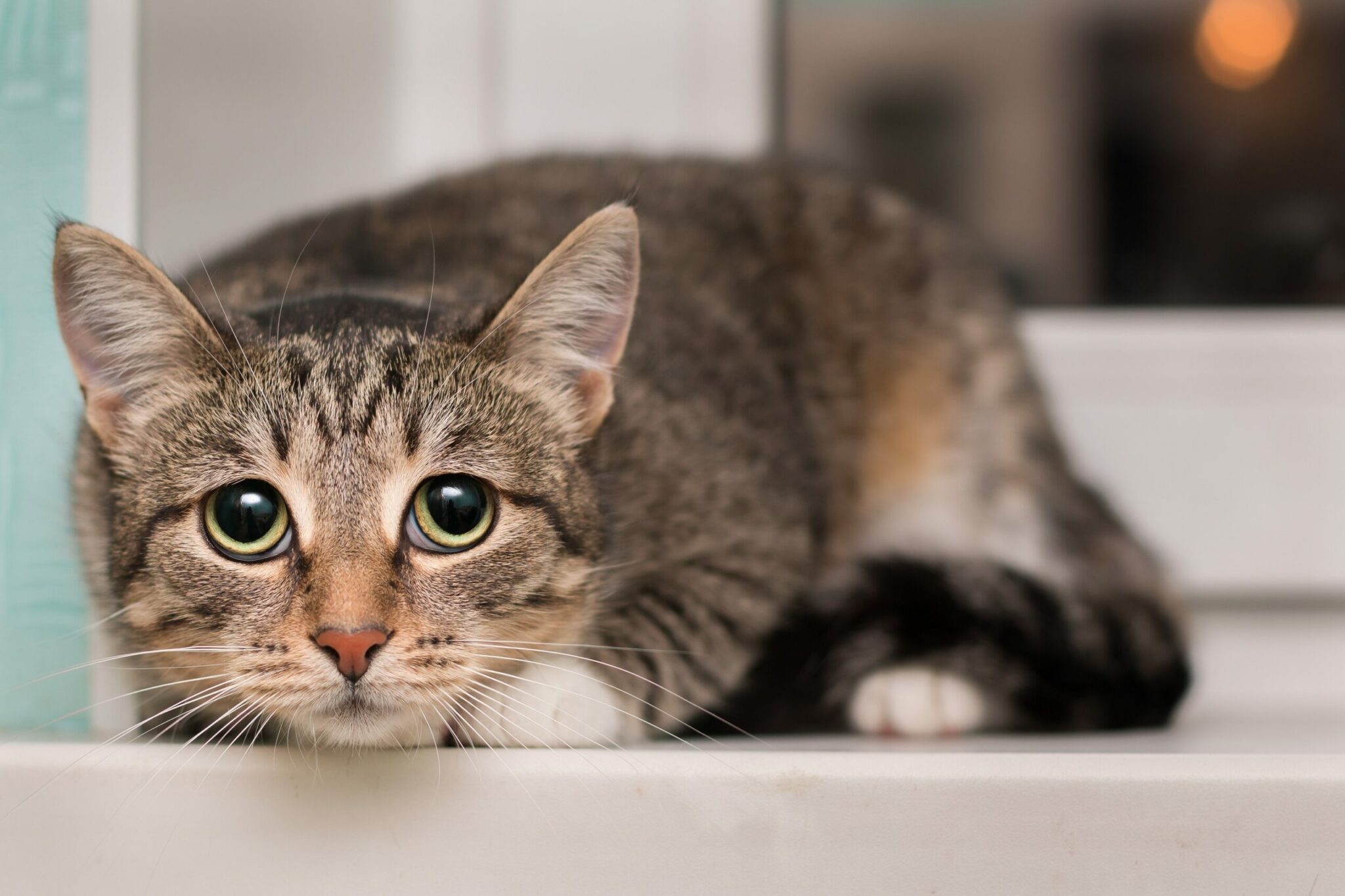 Αιλουροφοβία: Γιατί κάποιοι άνθρωποι πανικοβάλλονται όταν βλέπουν ή σκέφτονται μια γάτα